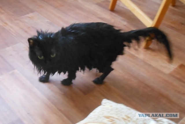 Котовторник 27.01.2015