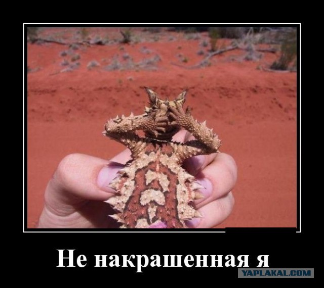 Картинки из сети