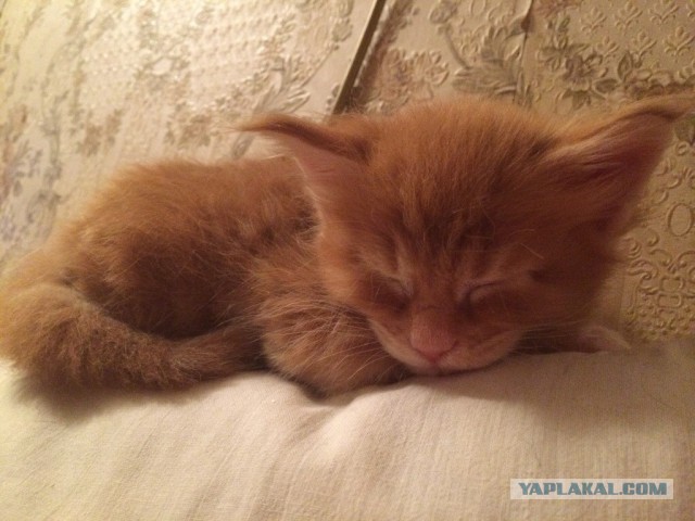 Котовторник 14.07.2015