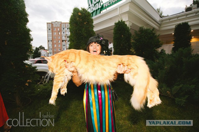 Кошки породы мейн-кун
