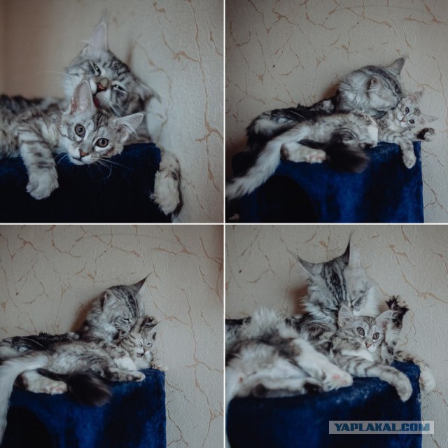 Кошки породы мейн-кун
