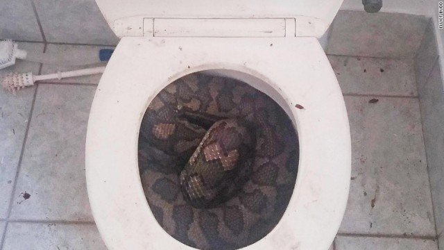 Зловещее существо вылезло из унитаза
