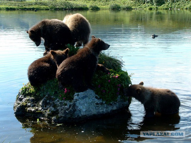 Медведи Камчатки