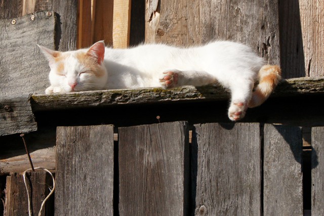 Котовторник 29.03.2016