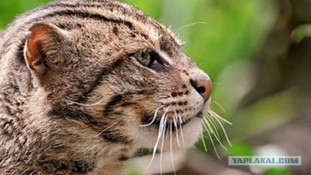 Котовторник 12.04