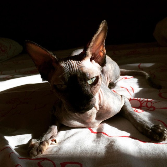 Котовторник 05.07.16