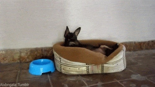 Лежал себе собак...