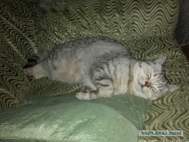 Котовторник 27.09.16