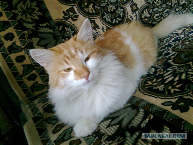Котовторник 21.02.2017