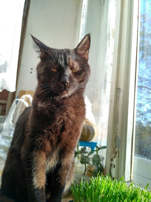 Коты и Кошки