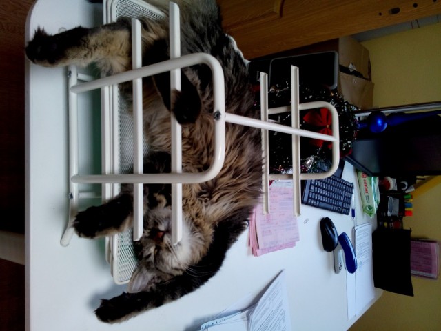 Коты и Кошки