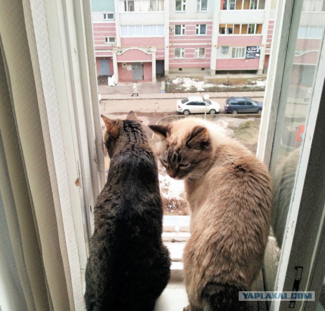 Котовторник 23/05/2017