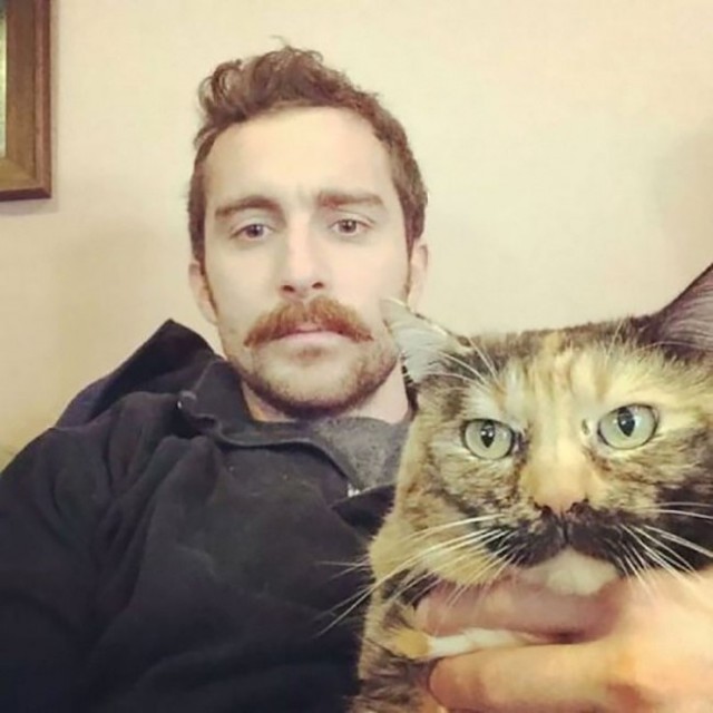 Коты и Кошки
