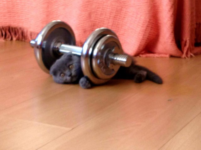 Коты и Кошки