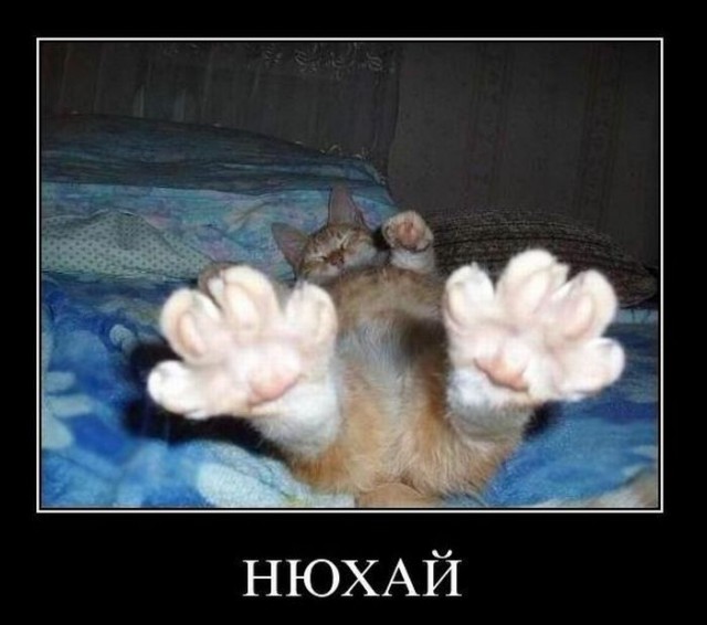 Вы кто такие? Мы вас не звали! У нас лапки!