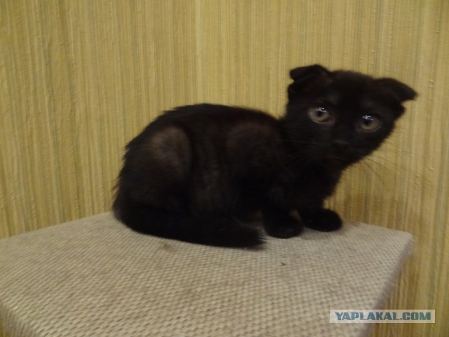 Котовторник