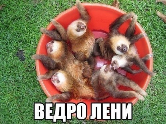 Забавные фото с надписями