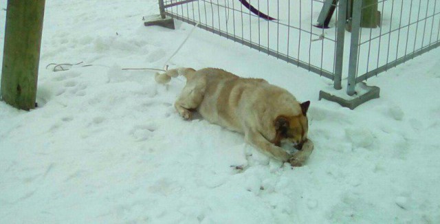 Привязана за хвост, кругом петарды: в огромном ЖК в Екатеринбурге насмерть замерзла собака