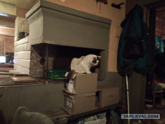 Жизнь домашнего приюта для котеек 200