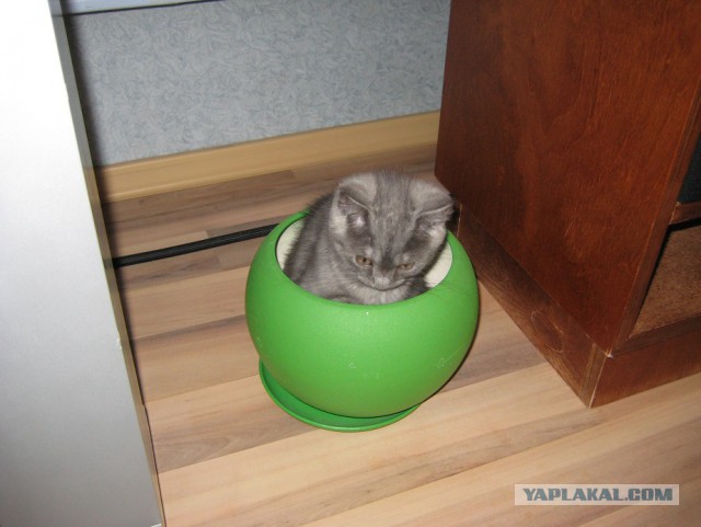 Котовторник 20.02.18