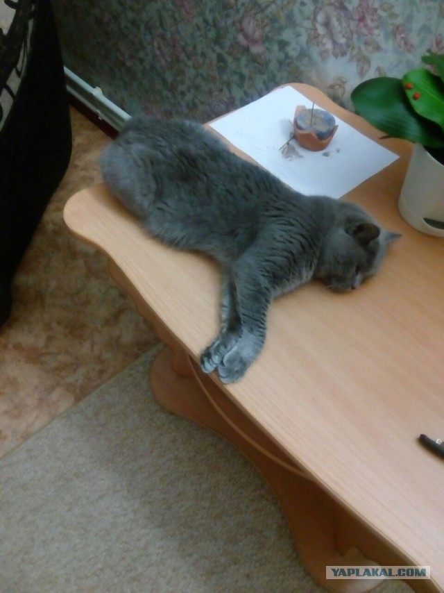 А не открыть бы нам котовторник 03.04.2018