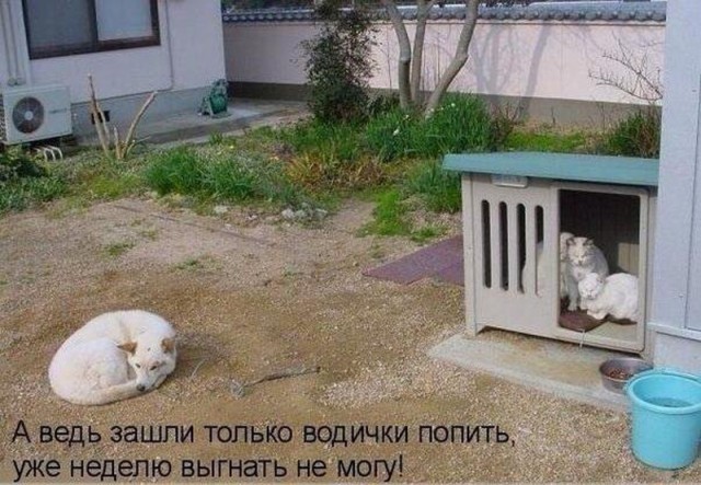 Картинки по-приколу