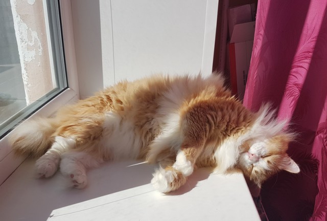 Давай заведем кота