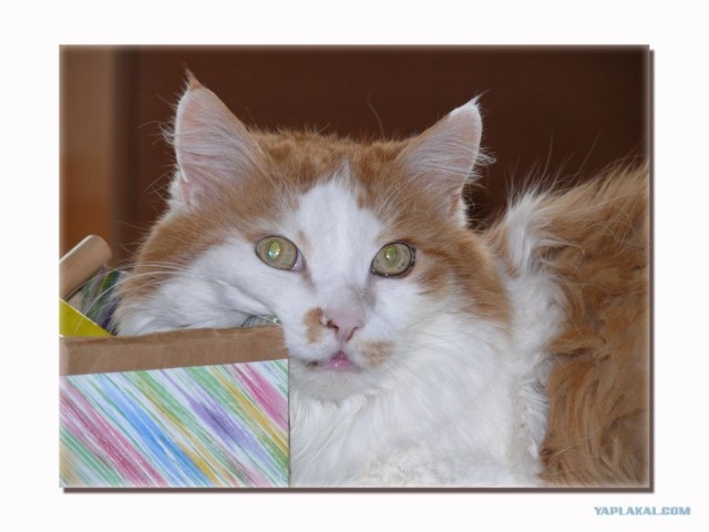 Уррааа! Котомет на ЯПлакалъ.