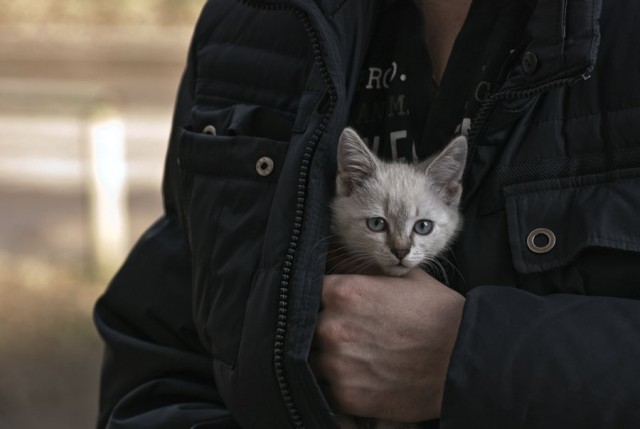 Котовторник: Кошки гаваны и другие!