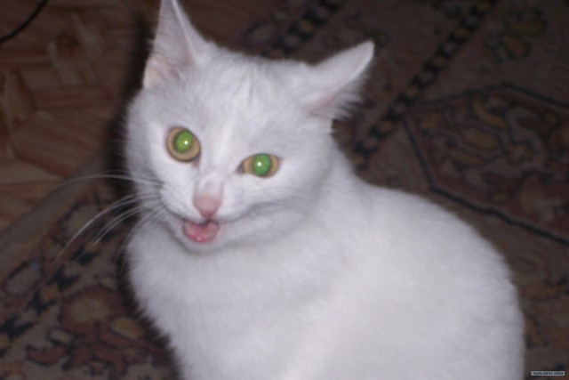 Бродячие коты 2 фотки