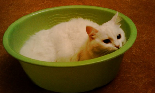 Котовторник - С праздником, котоводы!
