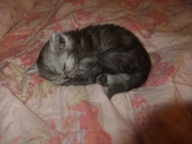 Выставка кошек