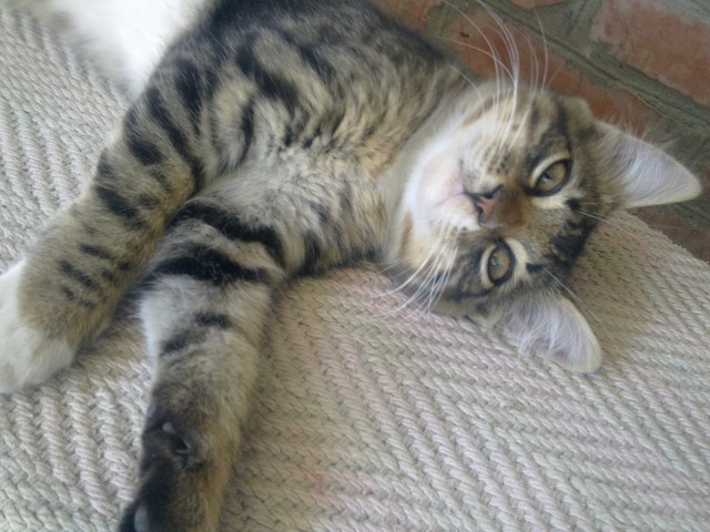 Котовторник! 11.10.11