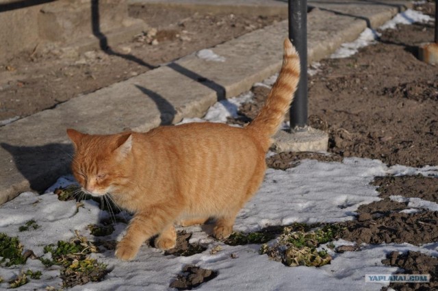 Котовторник (07.02.2012)