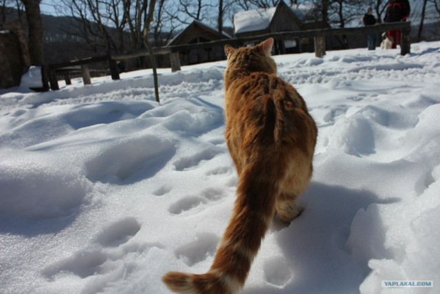 Котовторник 20.03.2012