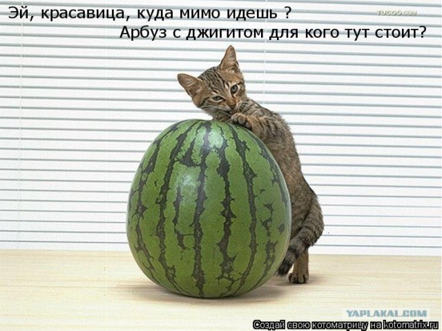 Котовторник 31.07.2012 г.