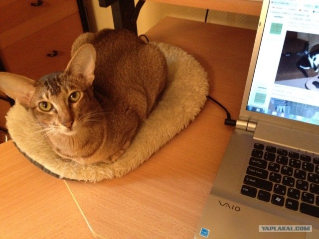 Котовторник  28.08.12