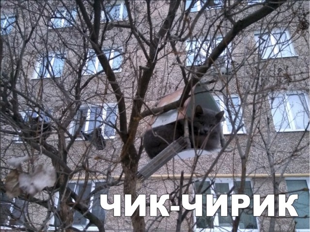 Нестандартный юмор