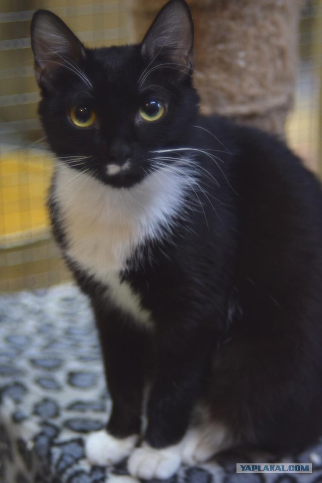 Котовторник 19.02.2019