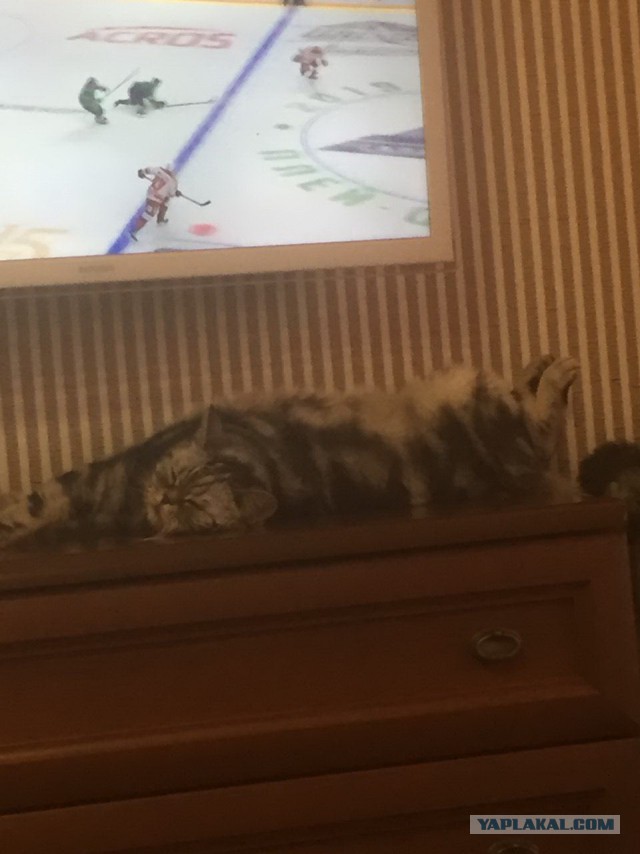 Кошки, которые заснули в самых невообразимых позах
