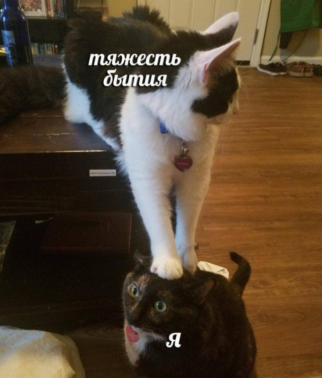 Немного картинок для настроения