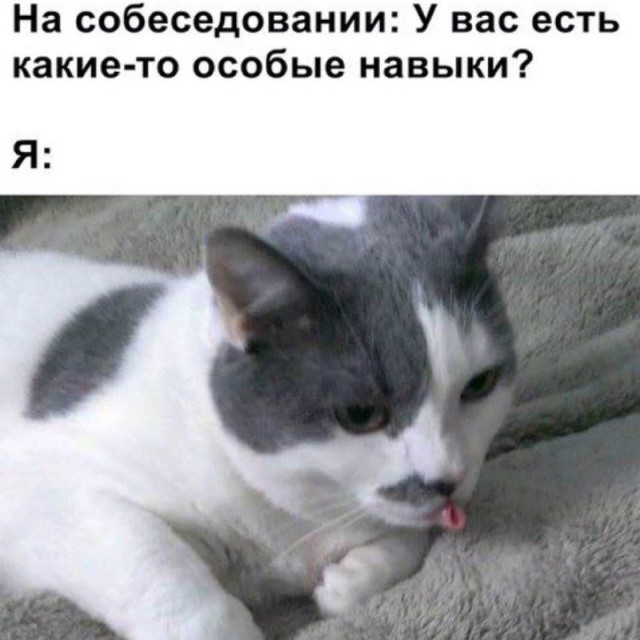 Картинки с котами и про котов