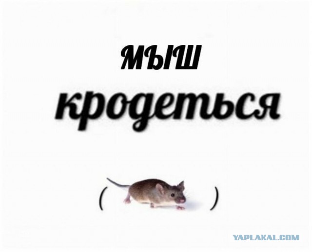 Собачка изображает аттракцион "Родео на быке"