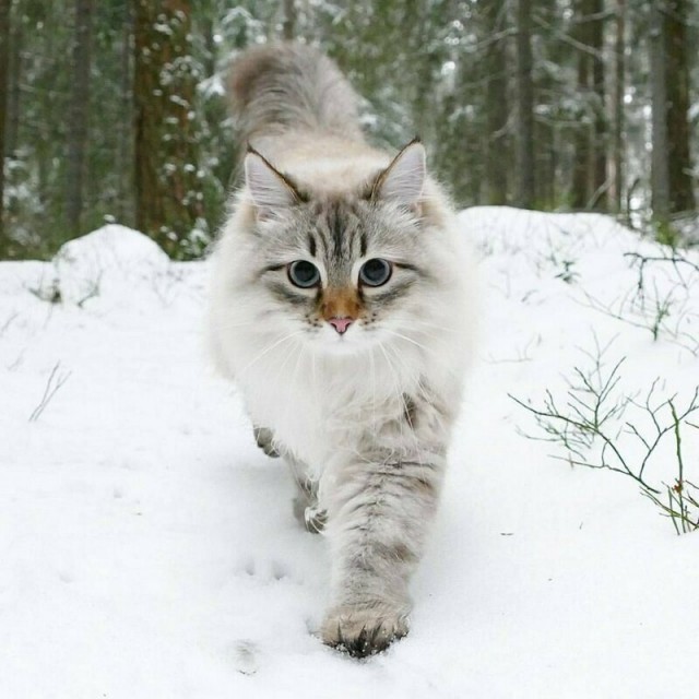 Котофеев пост