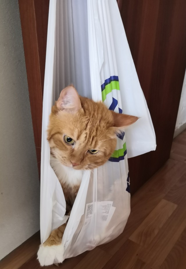 Не на всякого кота гравитация может воздейстовать! Им вообще плевать на законы физики