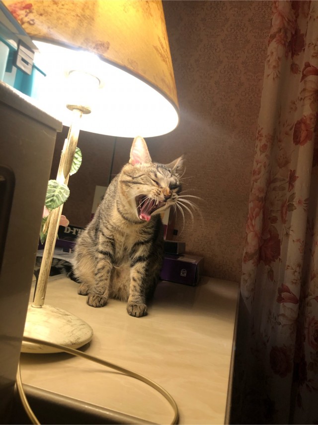 "Удоли!" Дурацкие фото котеек, которые они просили не показывать
