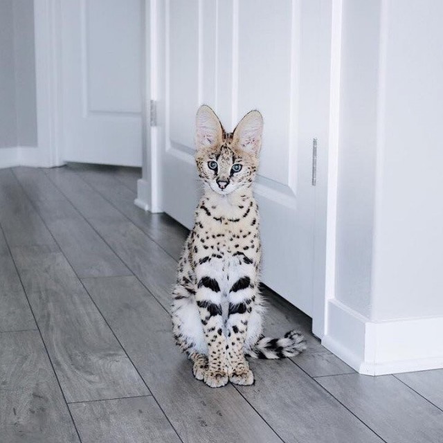 Длинный кот