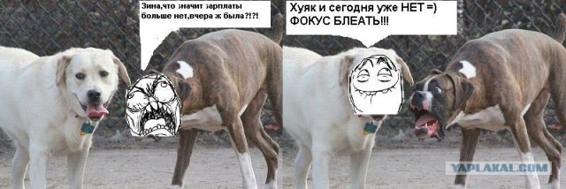 Фотожаба: Две собаки