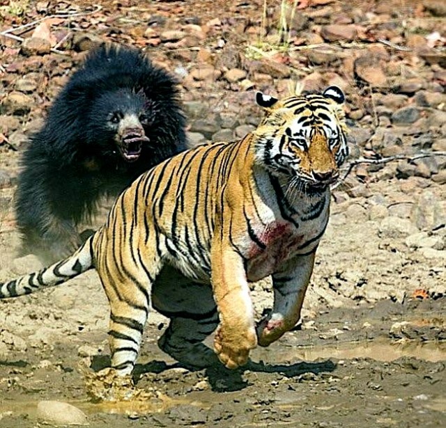 Мишаня и тигра