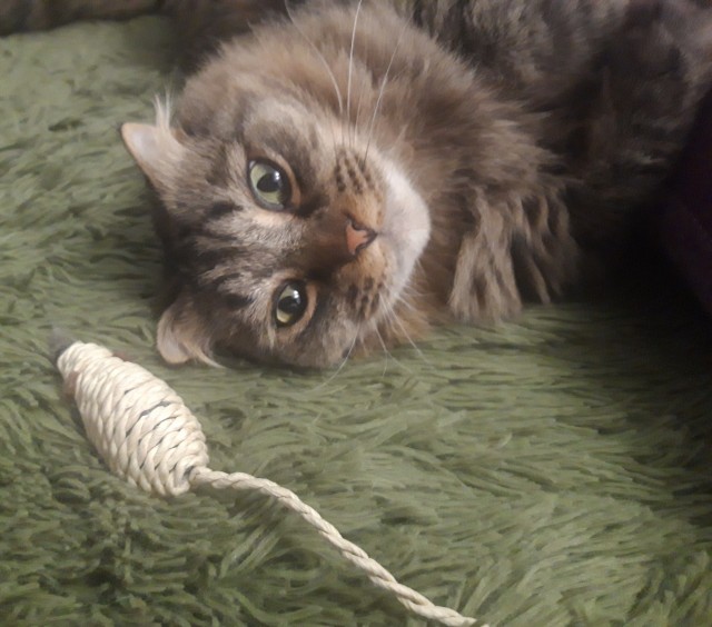 Всех с праздничком, но про котовторник не забываем))
